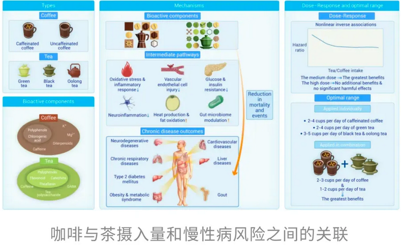 再添实锤！研究发现：咖啡+茶更续命
